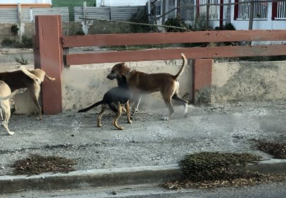 Cacho Riba Caya 1