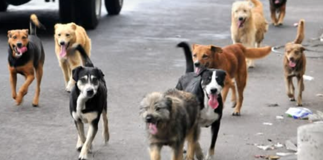 Dogs 5