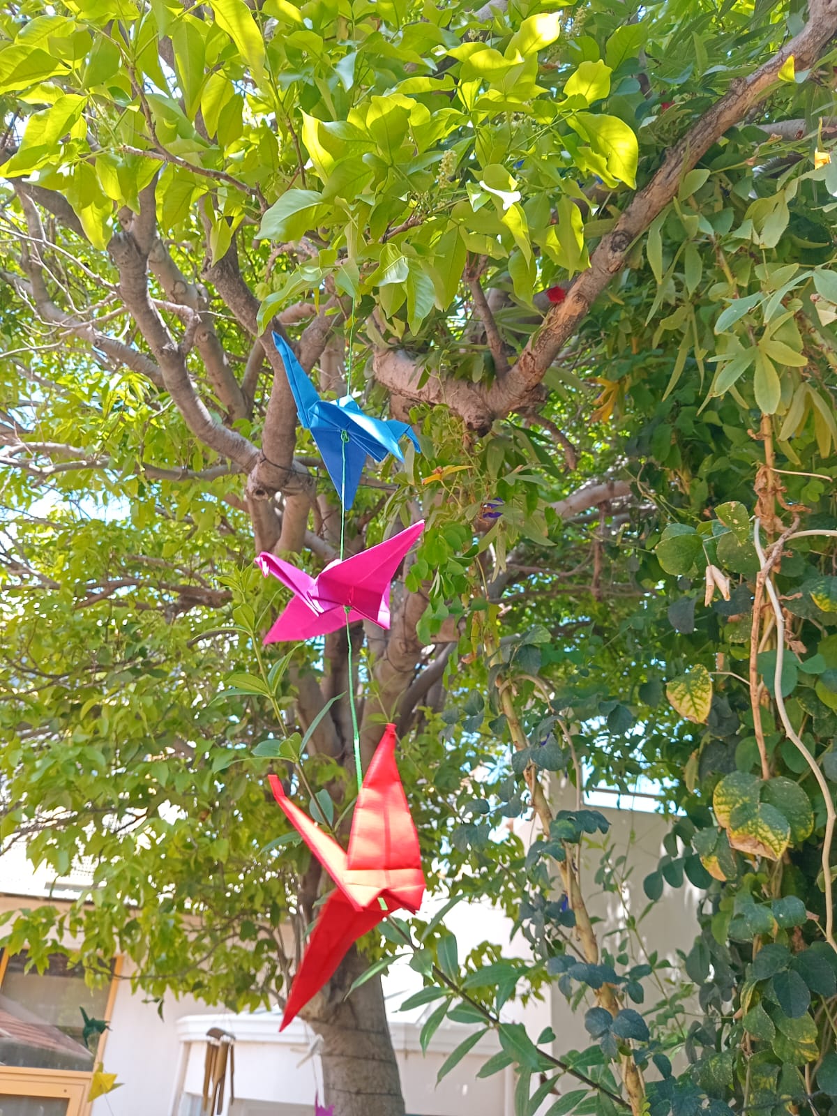 Mana 5