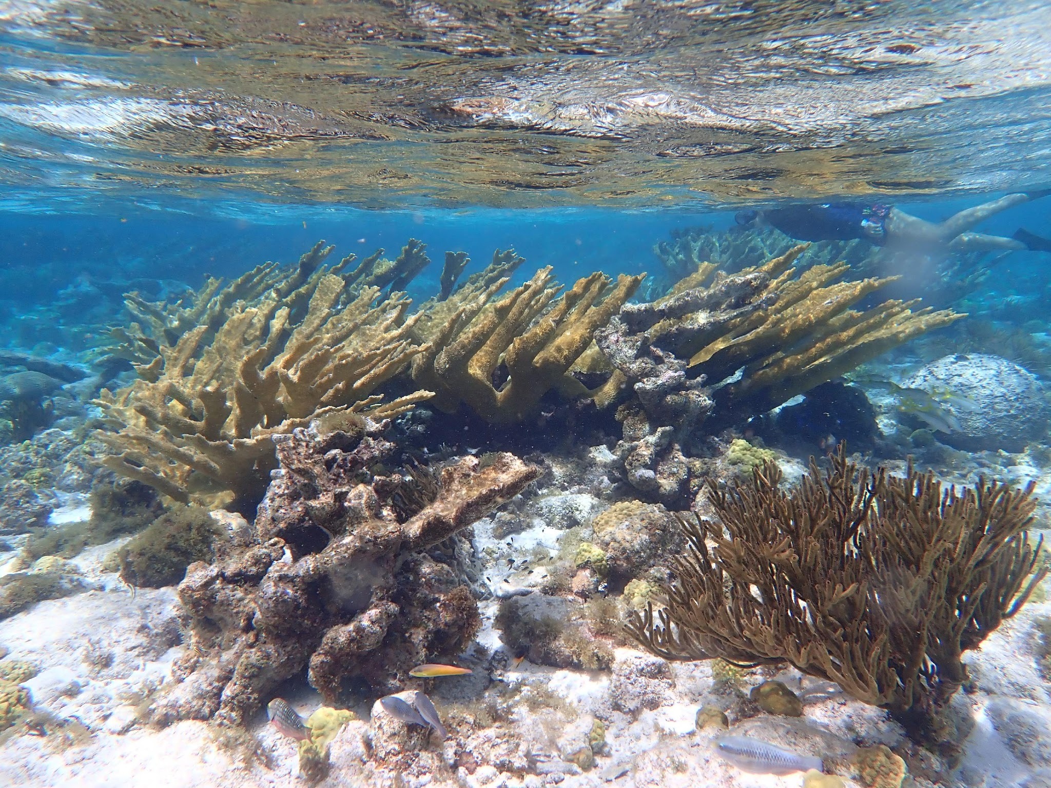The Biodiversity Of The Abc Islands 161 Links Abc Nhc