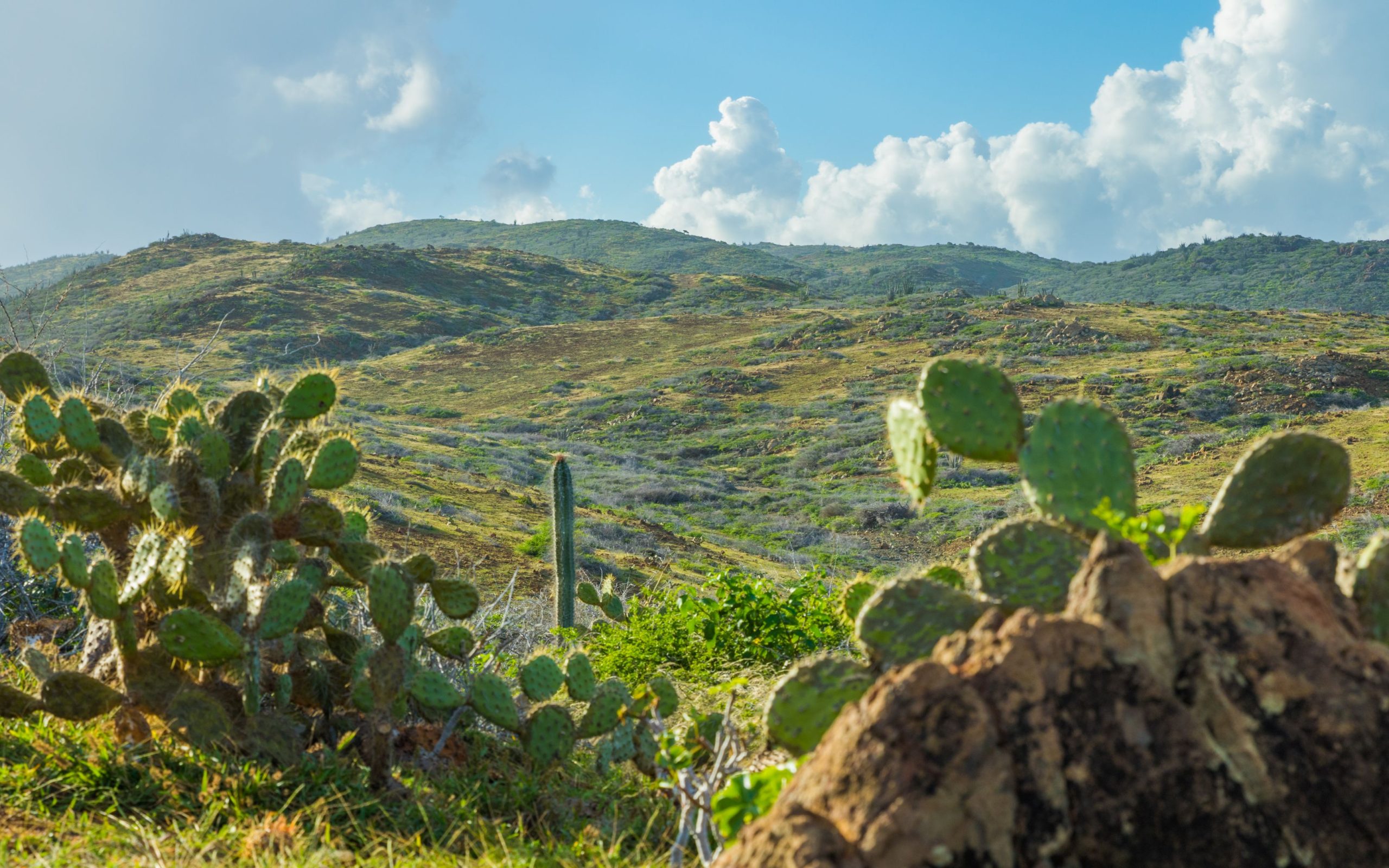 Cacti And Landscape In Arikok National Park 1 Scaled