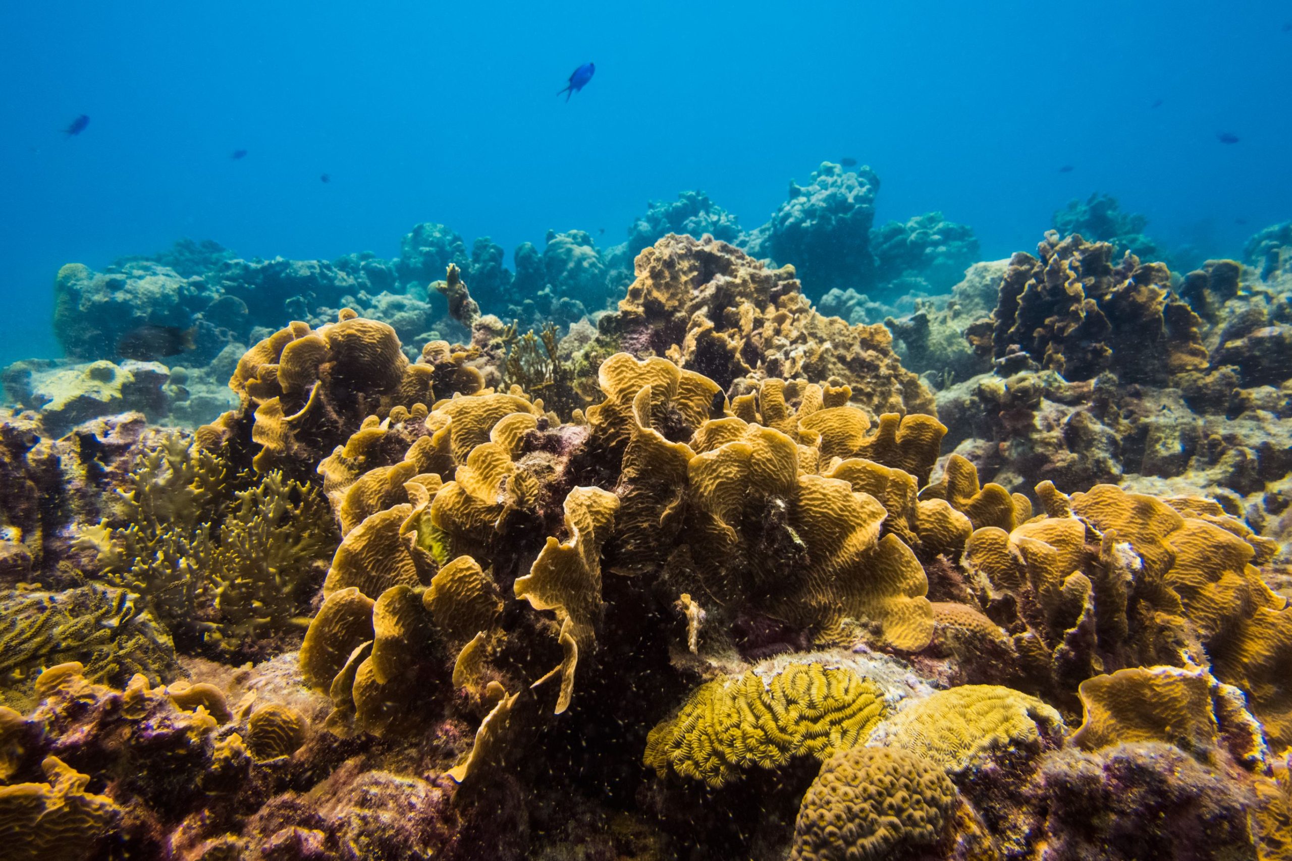 Coral Reefs 1 Scaled