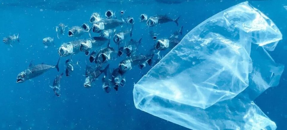 Estres Sobre Nuestro Sistema Marino Y La Naturaleza Y Se Sigue Construyendo Sin Un Manejo Y Plan Concreto 7