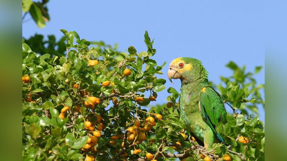 Mantene E Loranan Di Boneiru Salbahe No Duna Nan Cuminda