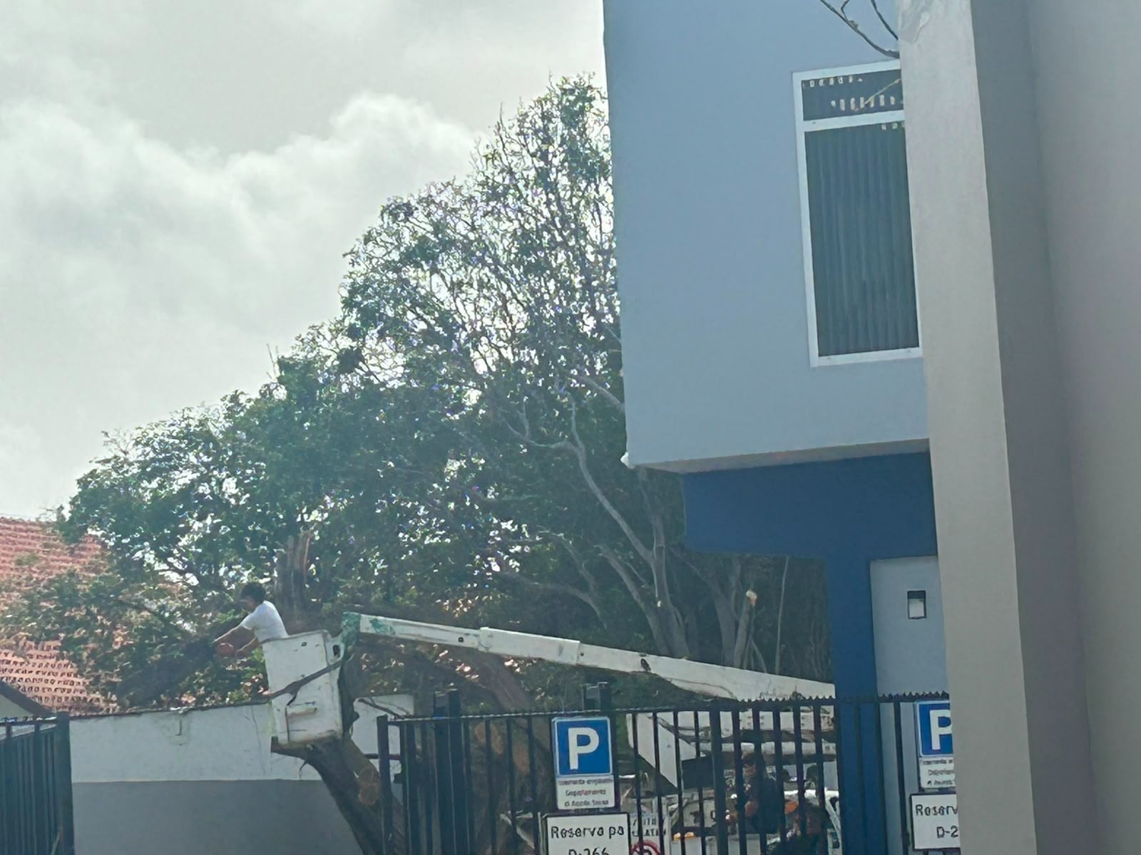 Matanan Grandi Di Aruba Guardianan Silencioso Cu Nos No Por Perde 2