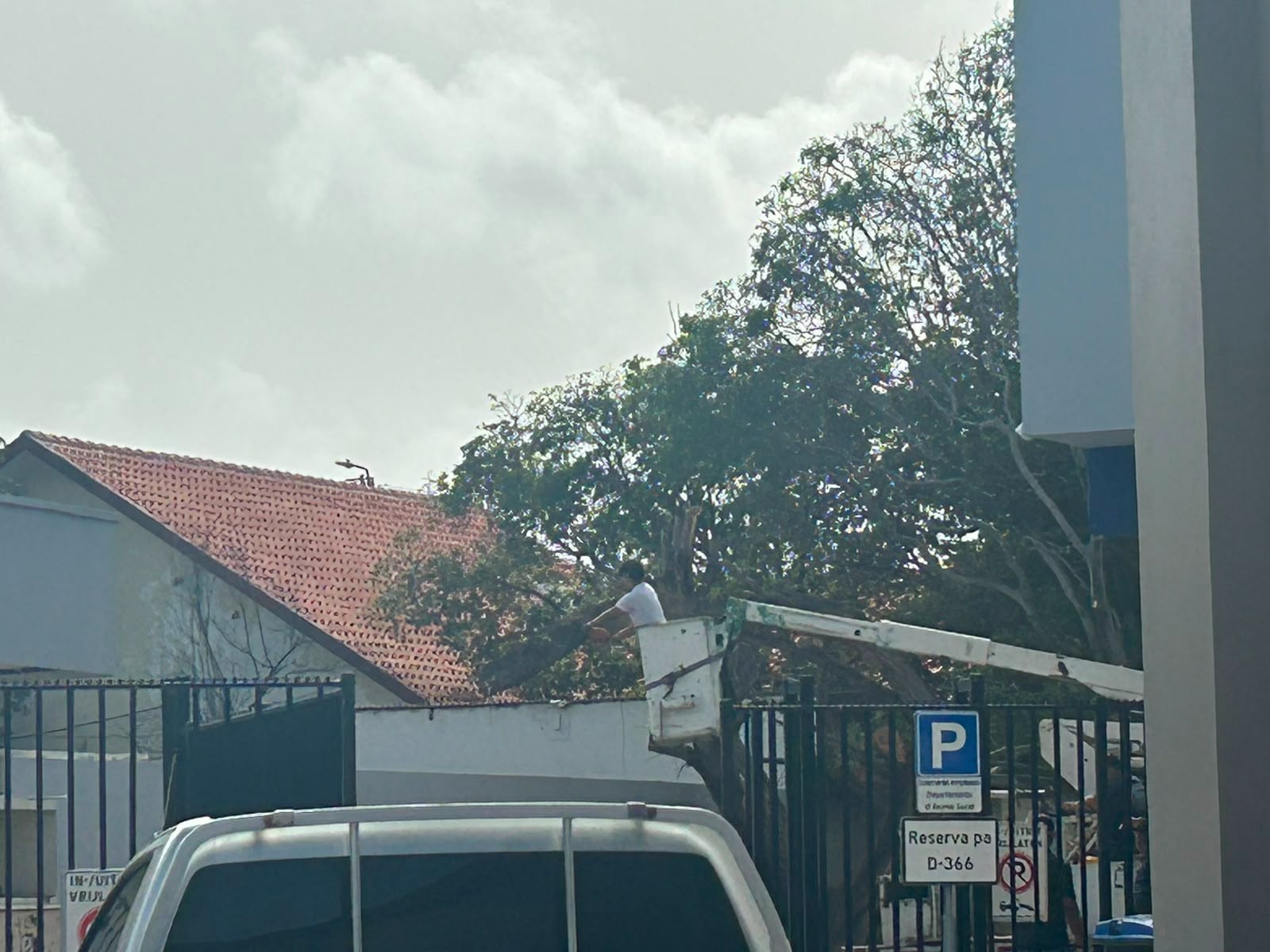 Matanan Grandi Di Aruba Guardianan Silencioso Cu Nos No Por Perde 3