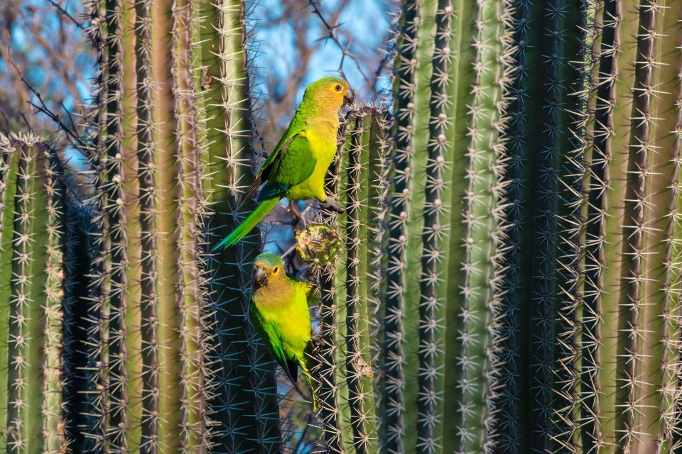 Parakeet Bird