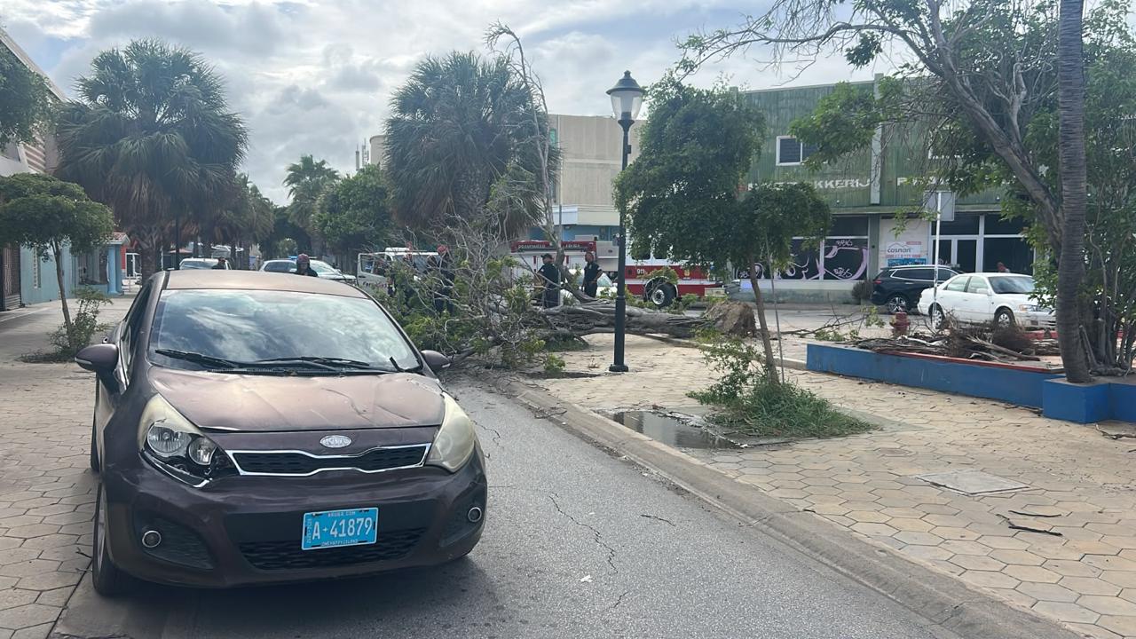 Jarenoude Boom Valt Om In Hoofdstraat En Veroorzaakt Schade Aan Auto: Grote Schrik Maar Geen Gewonden 162 Whatsapp Image 2026 08 21 At 4.27.02 Pm 2
