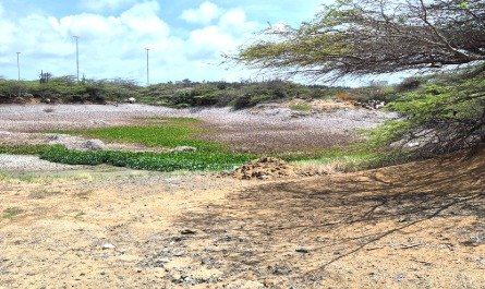 De Uitdaging Van Het Droogteseizoen: Dammen Op Aruba Zijn In Gevaar Door Droogte, Afval En Modder 160 Whatsapp Image 2026 08 20 At 2.28.30 Pm 1