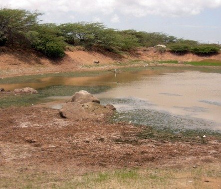 De Uitdaging Van Het Droogteseizoen: Dammen Op Aruba Zijn In Gevaar Door Droogte, Afval En Modder 161 Whatsapp Image 2026 08 20 At 2.28.31 Pm