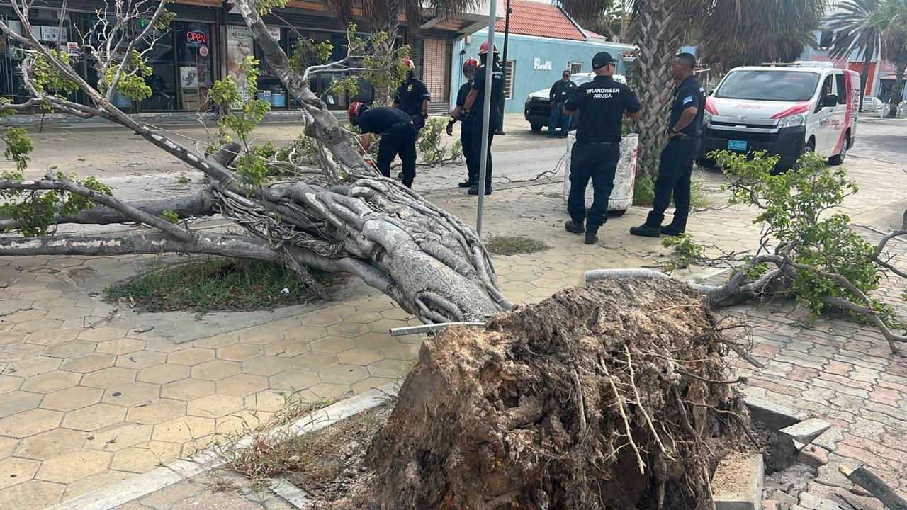 Jarenoude Boom Valt Om In Hoofdstraat En Veroorzaakt Schade Aan Auto: Grote Schrik Maar Geen Gewonden 160 Whatsapp Image 2026 08 21 At 4.27.02 Pm