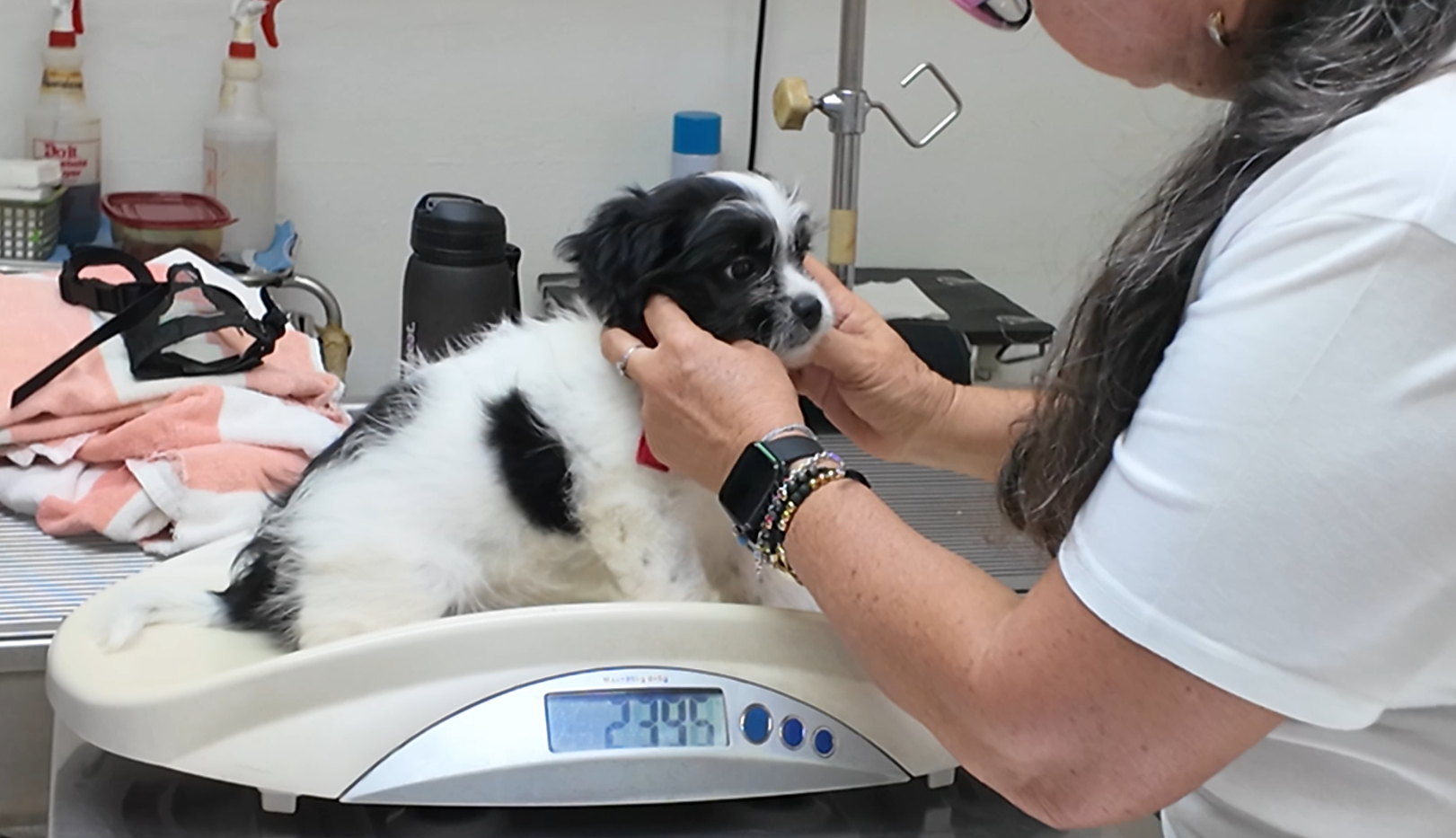 Preventive Medicine Drive Offered at Affordable Prices to Celebrate World Animal Day